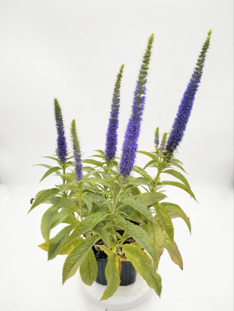 Вероника колосистая 'Ulster Dwarf Blue'