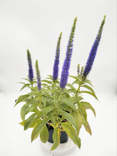 Вероника колосистая 'Ulster Dwarf Blue'