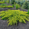 Саженцы можжевельника Саженцы можжевельника