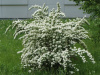 Спирея вангута piraea vanhouttei р9 10-20 см