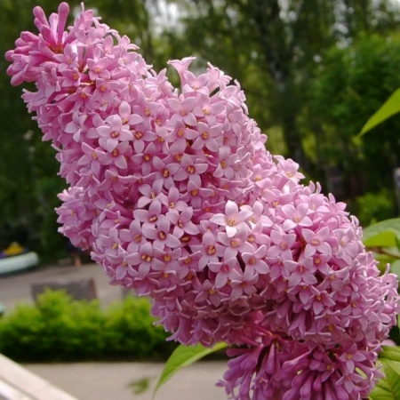 Сирень венгерская