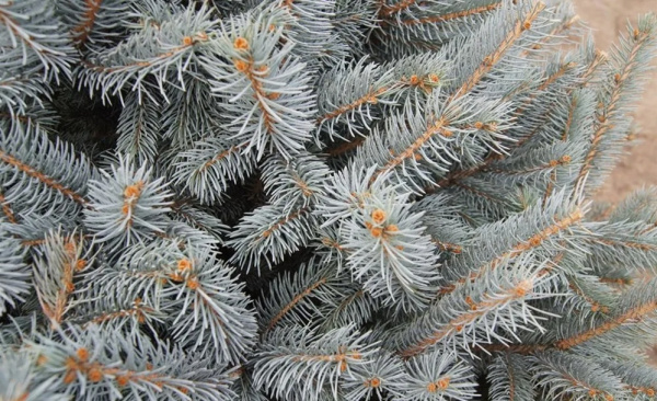 Ель колючая `Фэт Альберт`