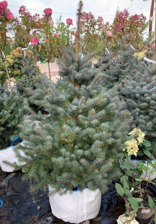 Ель колючая "Blue Diamond"