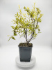 Спирея серая `Grefsheim`
