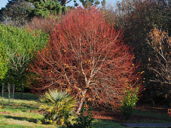 Липа мелколистная 'Winter Orange'