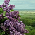 Сирень Сирень