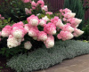 Гортензия мельчатая 'Vanila Fraise'