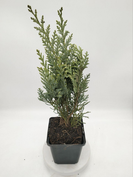 Кипарисовик Лавсона 'Columnaris'