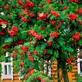 Саженцы рябины Саженцы рябины