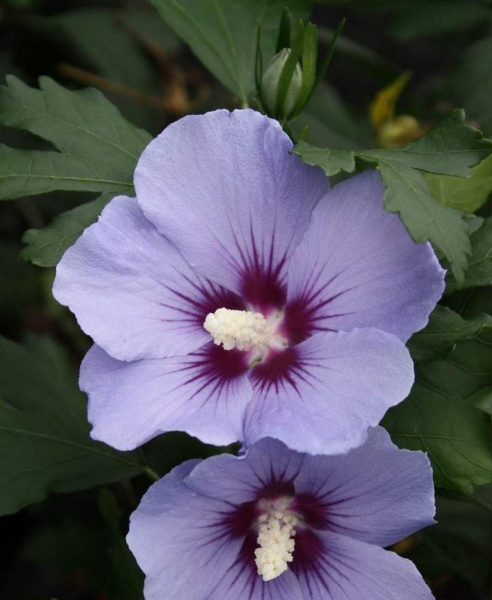 Гибискус сирийский "Марина" (Hibiscus syriacus "Marina")
