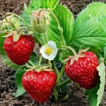 Саженцы земляники садовой Саженцы земляники садовой