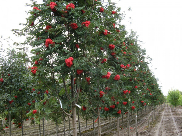Рябина крупноплодная (сорт 'Алая крупная')