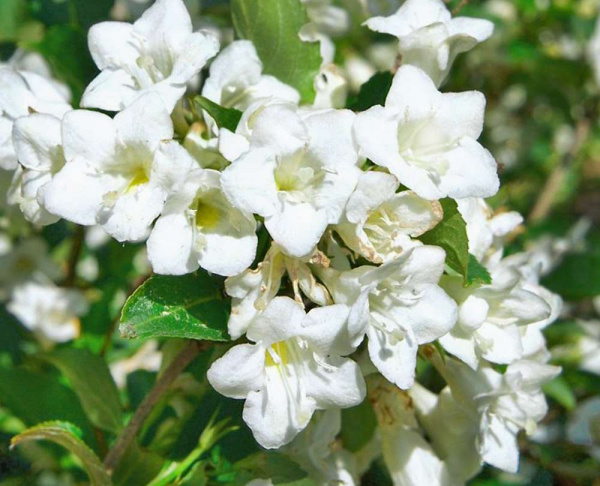Вейгела гибридная "Кандида" (Weigela hybrida "Candida")
