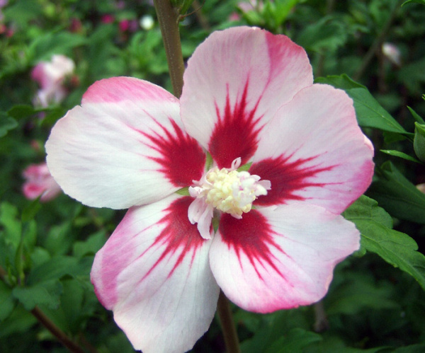 Гибискус сирийский "Хамабо" (Hibiscus syriacus "Hamabo")