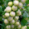 Крыжовник обыкновенный 'Hinnonmaki Green'