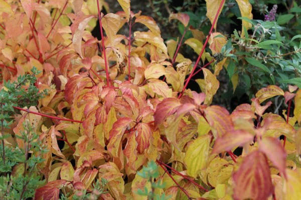 Дерен красный 'Anny Winter Orange'