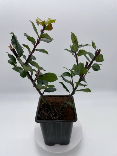 Падуб мезерва  'Blue Prince'