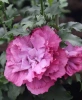 Гибискус сирийский "Дюк де Брабант" (Hibiscus syriacus "Duc De Brabant")