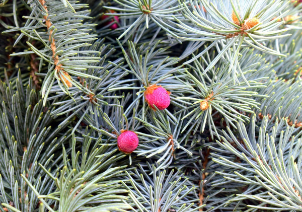 Ель колючая `Омега`, Picea pungens `Omega`