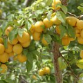 Саженцы алычи Саженцы алычи