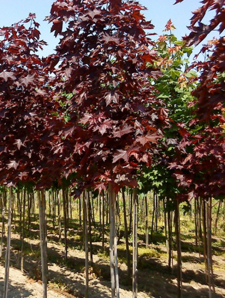 Клен остролистный 'Royal red'