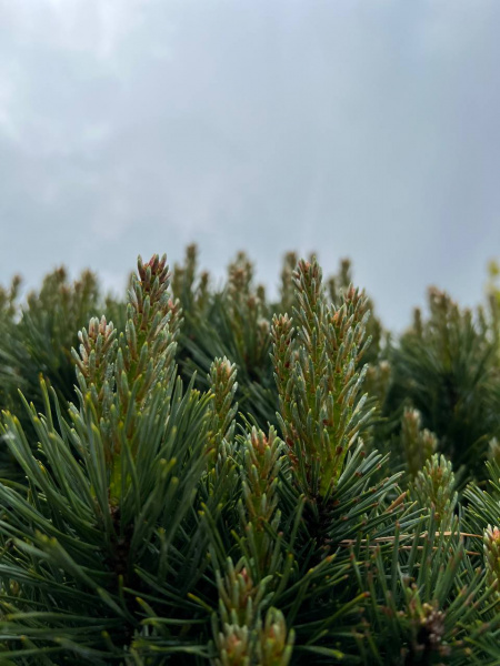Сосна обыкновенная 'Watereri'