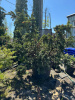 Ель колючая "Lucky Strike"