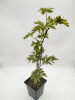 Ежевика 'Thornless Evergreen'