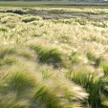 Ковыль Ковыль