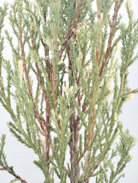 Можжевельник скальный 'Blue Ivory'