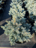 Ель колючая "Glauca Globosa"