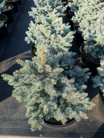Ель колючая "Glauca Globosa"