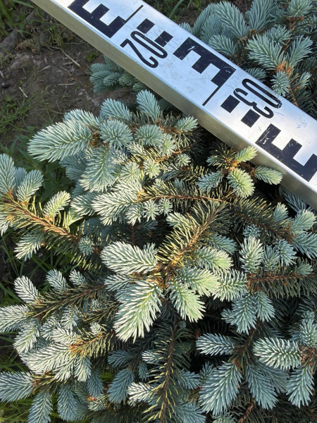 Ель колючая "Glauca Globosa"