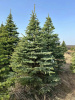 Ель колючая Глаука стриженная 
