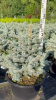 Ель колючая "Glauca Globosa"