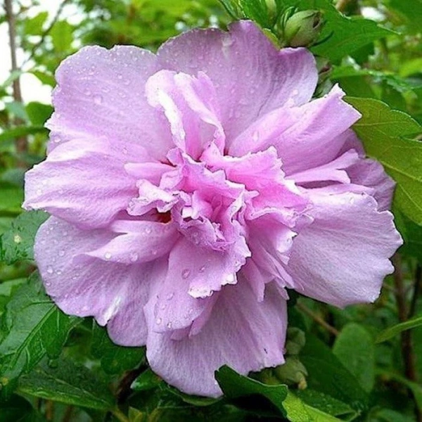 Гибискус сирийский "Арденс" (Hibiscus syriacus "Ardens")