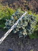 Ель колючая "Glauca Globosa"