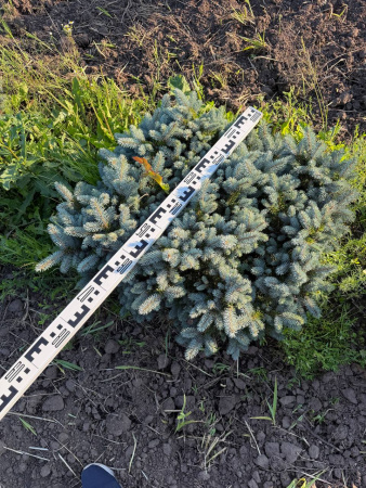 Ель колючая "Glauca Globosa"