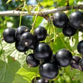 Саженцы смородины Саженцы смородины