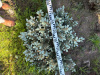 Ель колючая "Glauca Globosa"