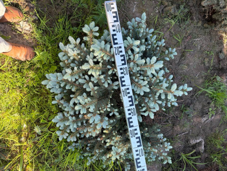 Ель колючая "Glauca Globosa"