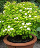 Спирея березолистная тор Spiraea betulifolia 'Tor' 10-15 см