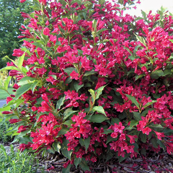 Вейгела гибридная "Ева Ратке" (Weigela hybrida "Eva Rathke")