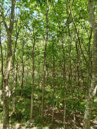 Вяз шершавый 'ulmus glabra'