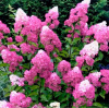Гортензия метельчатая Краса Лескова