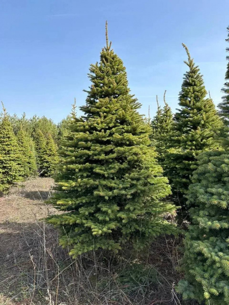 Ель колючая Глаука стриженная 