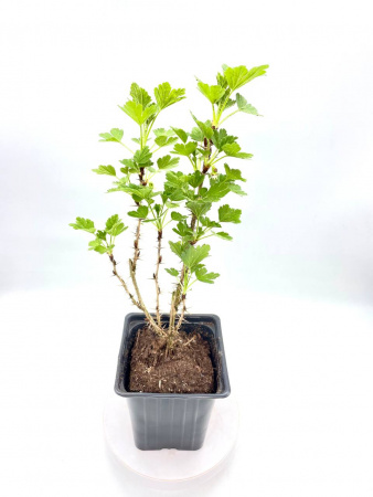 Крыжовник обыкновенный 'Hinnonmaki Green'