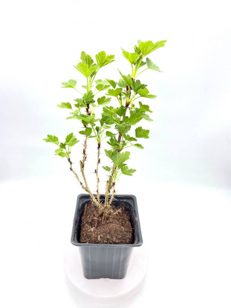 Крыжовник обыкновенный 'Hinnonmaki Green'