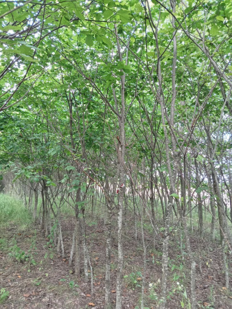 Вяз шершавый 'ulmus glabra'