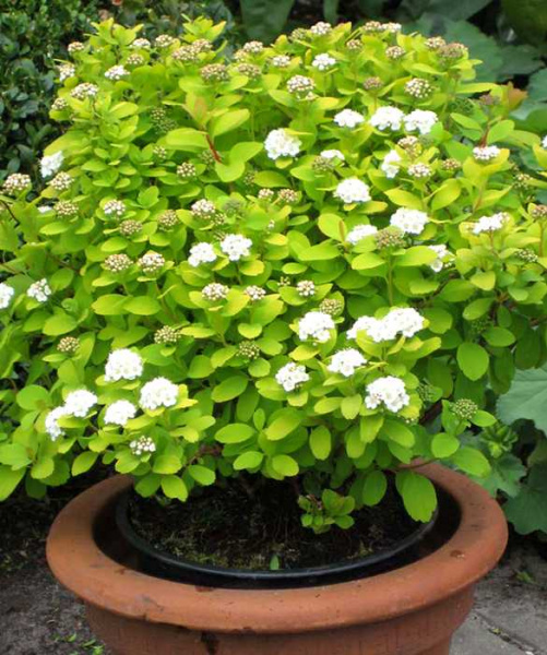 Спирея березолистная тор Spiraea betulifolia 'Tor' 10-15 см